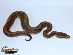 Python regius PINSTRIPE - odchov 2014